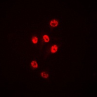 HDAC1 antibody