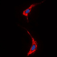 NRG1 antibody