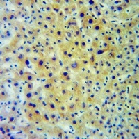 Anti-HLA-DOB Antibody