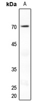NUR77 Antibody