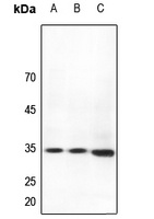 HOXB4 Antibody