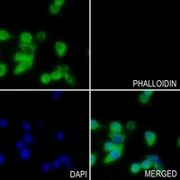 NRAS antibody