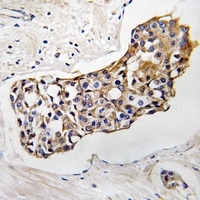Anti-HSD11B1 Antibody