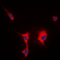 Anti-HSP90 alpha Antibody