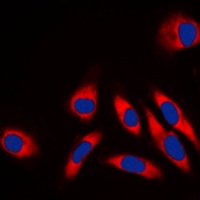 Anti-HSP60 Antibody
