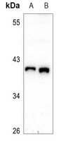 HSP40 Rabbit Polyclonal Antibody