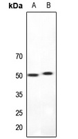 5-HT2A Rabbit Polyclonal Antibody