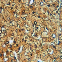 5-HT2A Rabbit Polyclonal Antibody