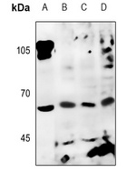 Factor I Antibody