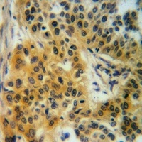 Factor I Antibody