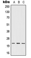 IFN omega Rabbit Polyclonal Antibody