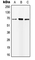 ALS Antibody