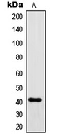 IgG1 Rabbit Polyclonal Antibody