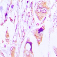 IgG1 Rabbit Polyclonal Antibody