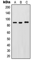 IKK beta (Phospho-Y188) Antibody