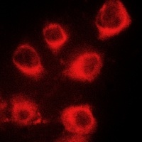 MYL9 (phospho-S18) antibody