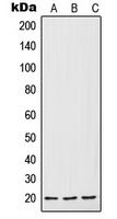 IL-7 Antibody