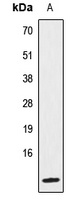 IL-8 Antibody