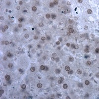 ILF3 antibody