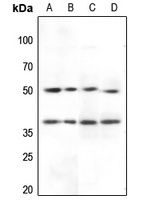 Inhibin beta A Rabbit Polyclonal Antibody