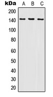 SHIP1 Antibody