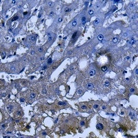 SHIP1 Antibody