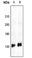 IRS1 Antibody