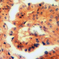 CD49c Rabbit Polyclonal Antibody