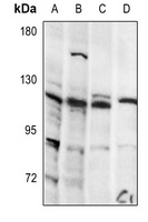 Integrin alpha 7 LC Rabbit Polyclonal Antibody