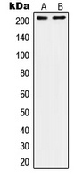 CD104 Rabbit Polyclonal Antibody