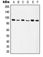Integrin beta 5 Rabbit Polyclonal Antibody