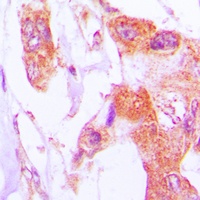 Anti-Involucrin Antibody