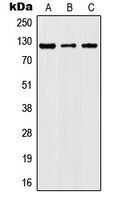 JAK2 (Phospho-Y1007) Antibody