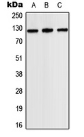 JAK2 Antibody