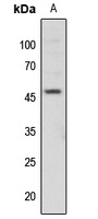 c-Jun (Phospho-T91) Antibody