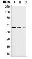 c-Jun Rabbit Polyclonal Antibody