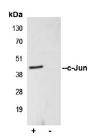 Anti-c-Jun Antibody