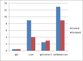 JUN antibody