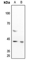 c-Jun Rabbit Polyclonal Antibody