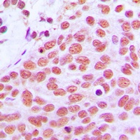 c-Jun Rabbit Polyclonal Antibody