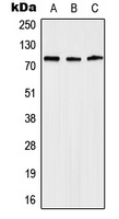 KAL1 Antibody
