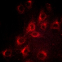 Kv1.3 (phospho-Y187) antibody