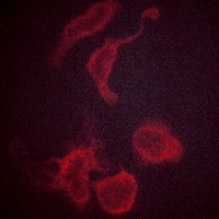 Anti-Kv3.4 Antibody