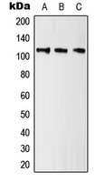 Kv10.1 Rabbit Polyclonal Antibody
