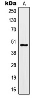 Kir3.3 Rabbit Polyclonal Antibody