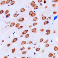 KCNJ9 antibody