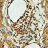 Kir4.1 Rabbit Polyclonal Antibody