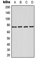 Kv7.1 Rabbit Polyclonal Antibody
