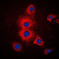 KRT19 antibody