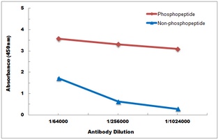 Anti-LCK (Phospho-Y393) Antibody